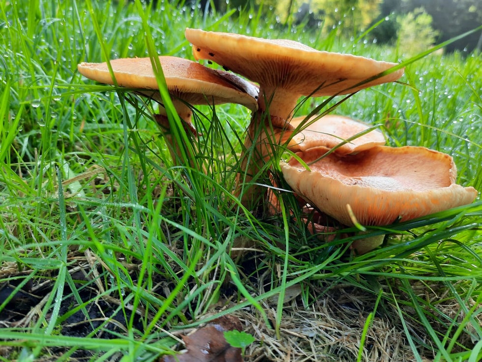 Minicursus Paddenstoelen van Natuurlijk Delfland