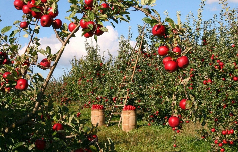 Groei areaal biodynamische landbouw zet door