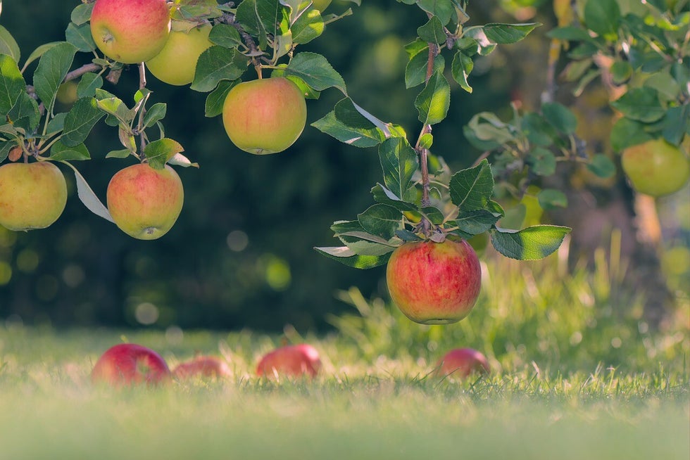 Meer impact met aankoop biodynamische voeding