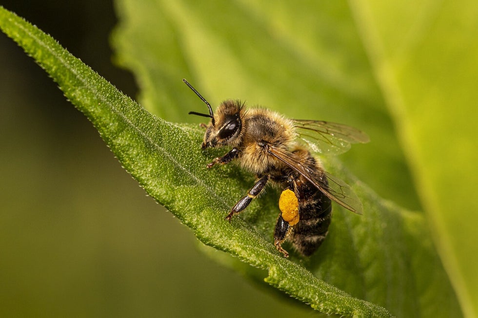 Welke invloed hebben insecten op ons voedsel?