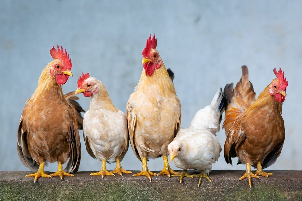 Miljoenen kippen met verwondingen en botbreuken