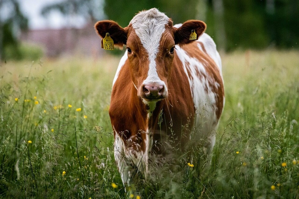 Wat is de toekomst van de koe in Nederland?