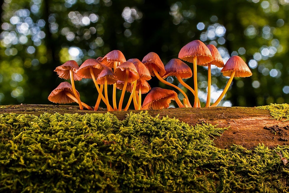 Eet geen zelf geplukte paddenstoelen, tenzij je een expert bent.