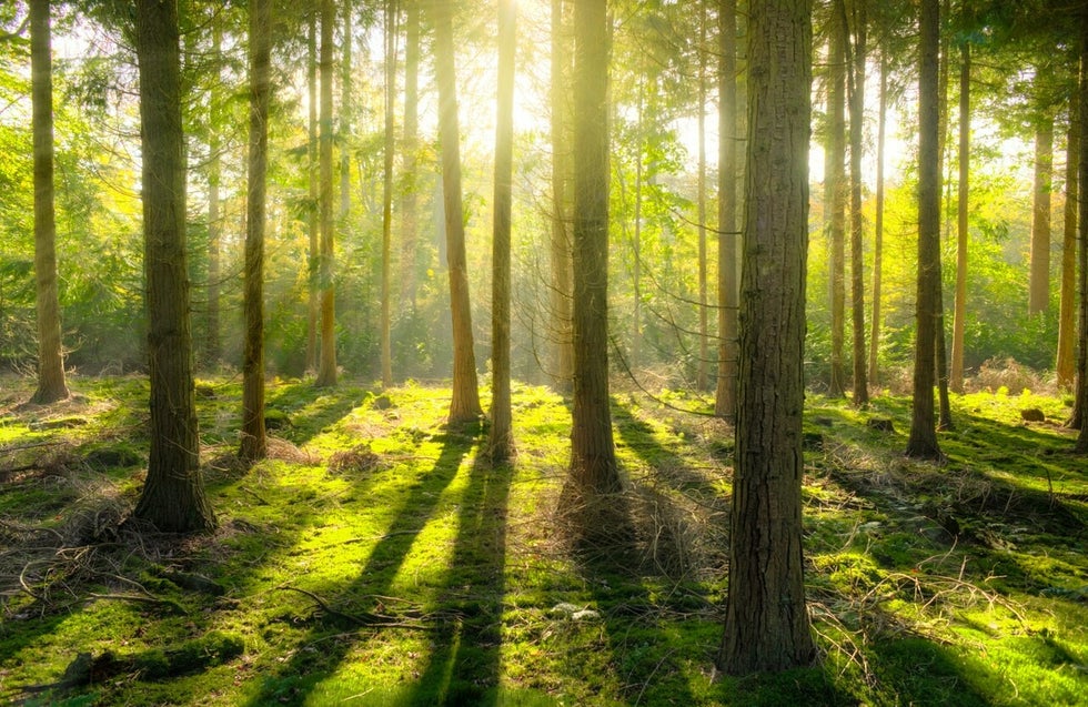 Het beloofde bos