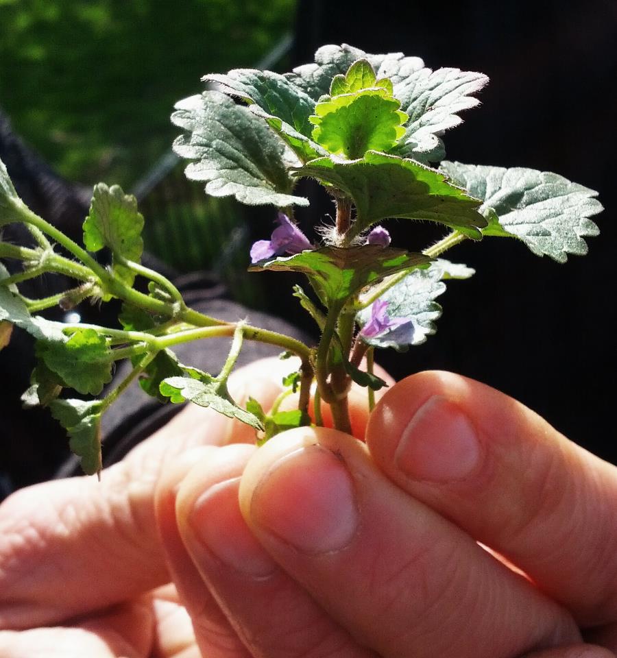 Eetbare wilde plantenwandeling rondom infocentrum IJssel den Nul